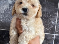 Orjinal maltipoo yavrular