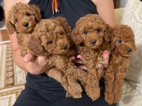 Küçük Poodle Şekerler