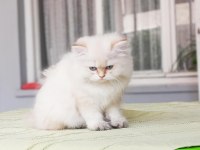 British longhair bebekler