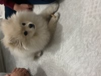 3 aylık safkan pomeranian