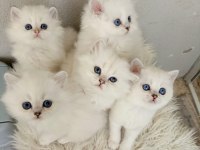 Okyanus gözlü silver point british longhair yavrular