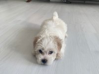 50 günlük dişi 0 numara terrier kuru mama yiyor