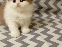 Cinnemon bi color british longhair yavrularımız
