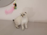 British shorthair bebekleri