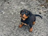 Rottweiler Erkek 