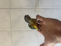 EL BESLEME KONUR PAPAĞANI
