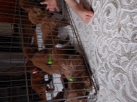 6 erkek ve 2 dişi poodle