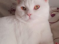 8 aylık erkek british longhair
