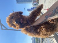 Orjinal eğitimli toy poodle