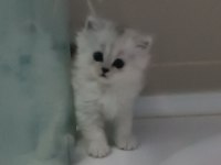 Tatli yavruya yuva arıyoruz british longhair