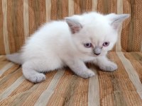 Blue point british shorthair