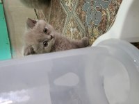 Olağanüstü güzellikte kediler