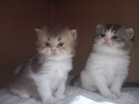 Kendi kedimin yavruları