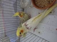 Satılık Sultan Papağanı Çifti Sağlıklı Ve Bakımlı