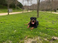 1 Yaşında Rottweiler Nacar Arex