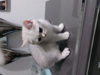 British shorthair 45 günlük yavrular ve şecereli anne