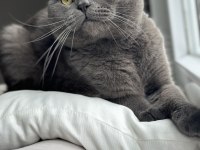 Ücretsiz scottish fold