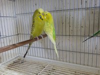Jumbo muhabbet kuşları 2 çift