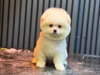 Yavru Pomeranian Boo Köpeklerimiz