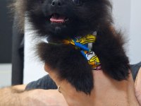 TÜRKİYEDE ESI BENZERI OLMAYAN MİNYATÜR POMERANİAN!