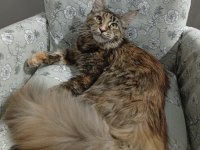 Çok Güzel Tortie Dişi Maine Coon Uygun