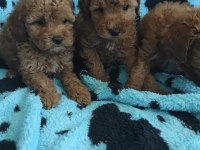 Toy Poodle Kalitesinde Maltipoo Yavruları 