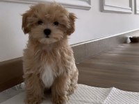 Maltipoo Puppies