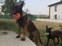 SAF KAN FCI KIF ŞECERELİ MALİNOİS YAVRULARIM
