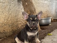 A kalite french bulldog