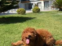 4 aylık toy poodle