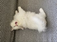 Beyaz british longhair