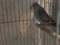 Uygun fiyata verilecek muhabbet kuşu gelen alır