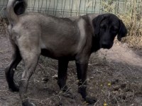 KANGAL KÖPEĞİMİZİ SAHİPLENDİRİYORUZ