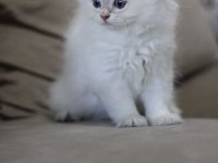 Anne baba şecereli tam bir asilzade british longhair