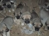 KANGAL SİVASDAN ALINIR KALİTE AYI BOĞANLAR