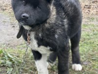 Amerikan Akita Safkan Yavrumuz