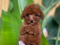 Toy Poodle Bebek Köpekler Referans Yavru