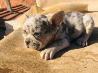 French bulldog köpeği