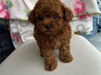 KORE KAN POODLE