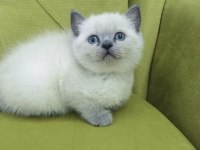 A KALİTE BLUEPOİNT LİNX POİNT BRİTİSH BEBEKLER