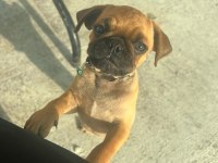 Pug Yavru Üsküdar