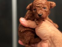 Baba kore anne toy red brown dişi poodle yavrular