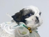 Safkan Shih -tzu Yavru köpekler