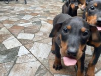 Dobermanlar