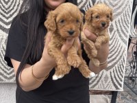 Ufacık maltipoo yavrularım