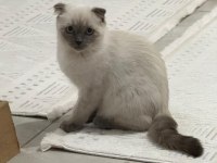 Safkan Şecereli Scottish Fold Blue Point