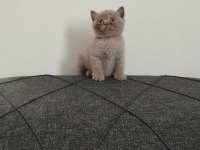 Sevimli british shorthair yavrularımız yeni yuvasını arıyor