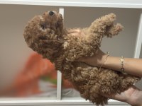 Evde büyüyen tuvalet eğitimli 2.5 kg olacak köpekler