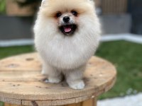 Ayı surat tecaup kore pomeranian yavrum