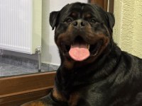 Tecrübeli Aileler İçin Asil ve Sadık Rottweiler Yavrular
